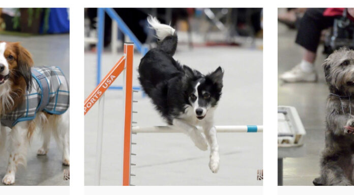 Seattle Dog Show Seattle Dog Show