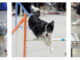 Seattle Dog Show Seattle Dog Show